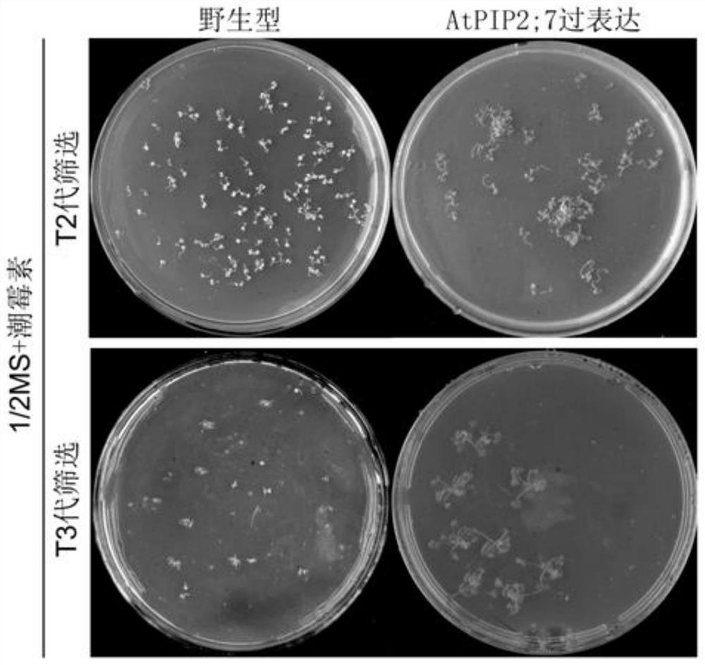A gene atpip2 for improving plant disease resistance; 7 and its application