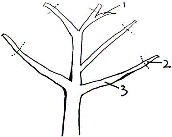 Chinese chestnut big-tree top-grafting method