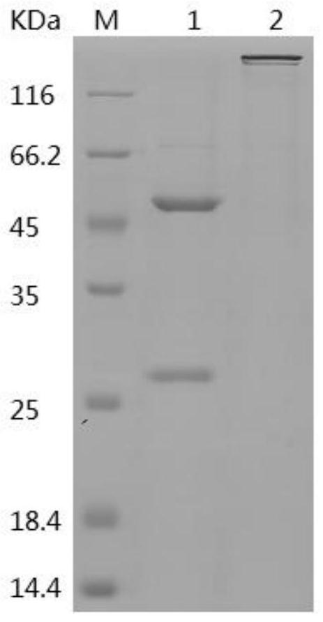 Monoclonal neutralizing antibody against hpv52l1 and its application