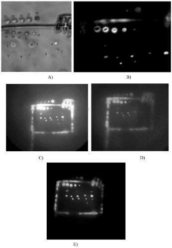 A kind of preparation method of carbon dot and its array