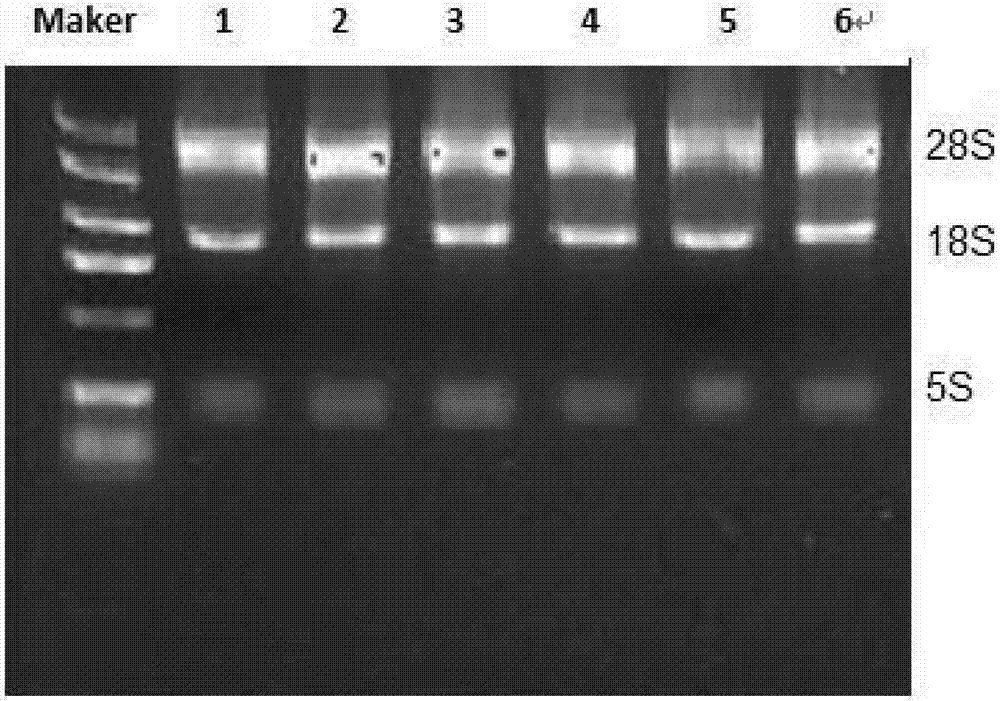 COL1A1 (collagen type 1 alpha1) gene-containing detection kit for improving Altay sheep meat quality trait