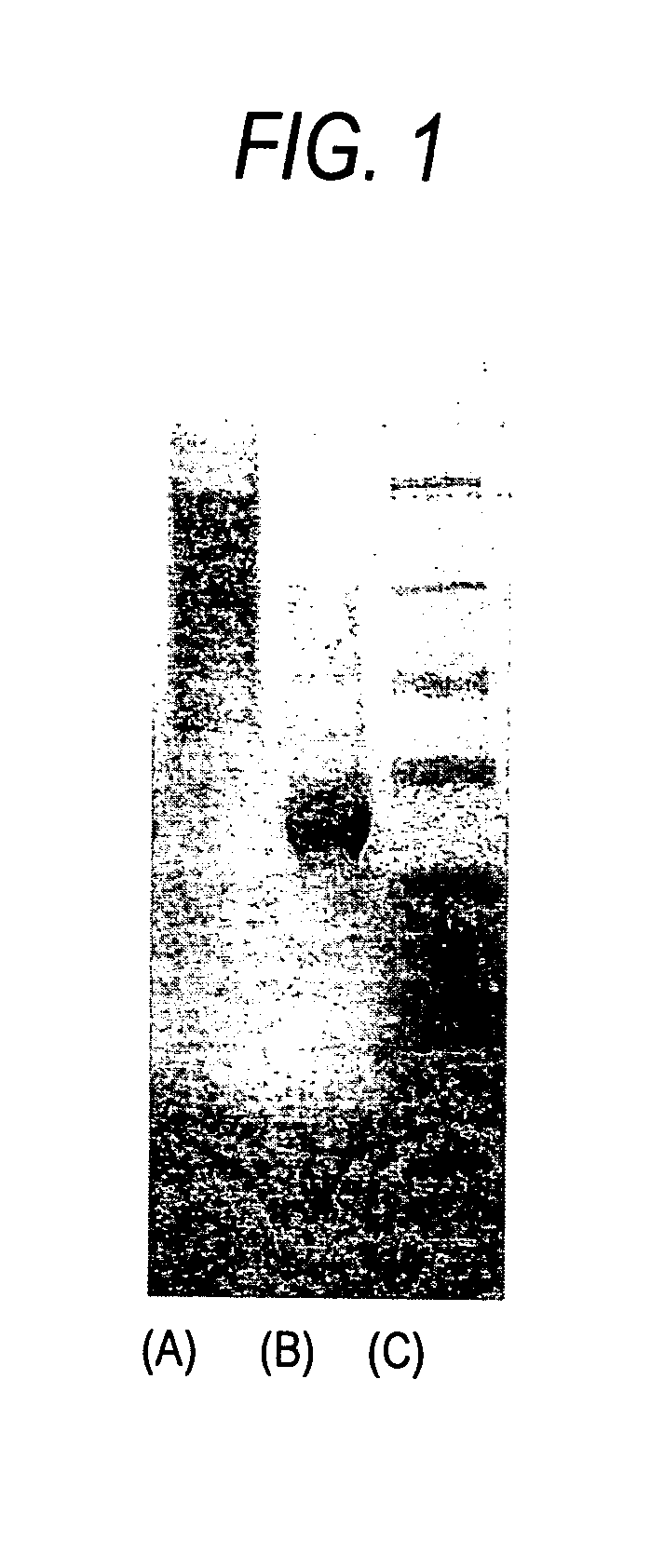 Modified bio-related substance, process for producing the same, and intermediate