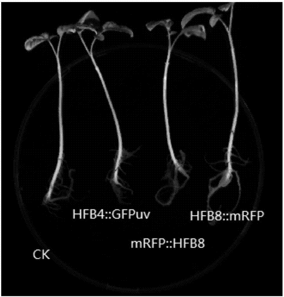 A protein that promotes root surface colonization of Trichoderma harzianum and its application