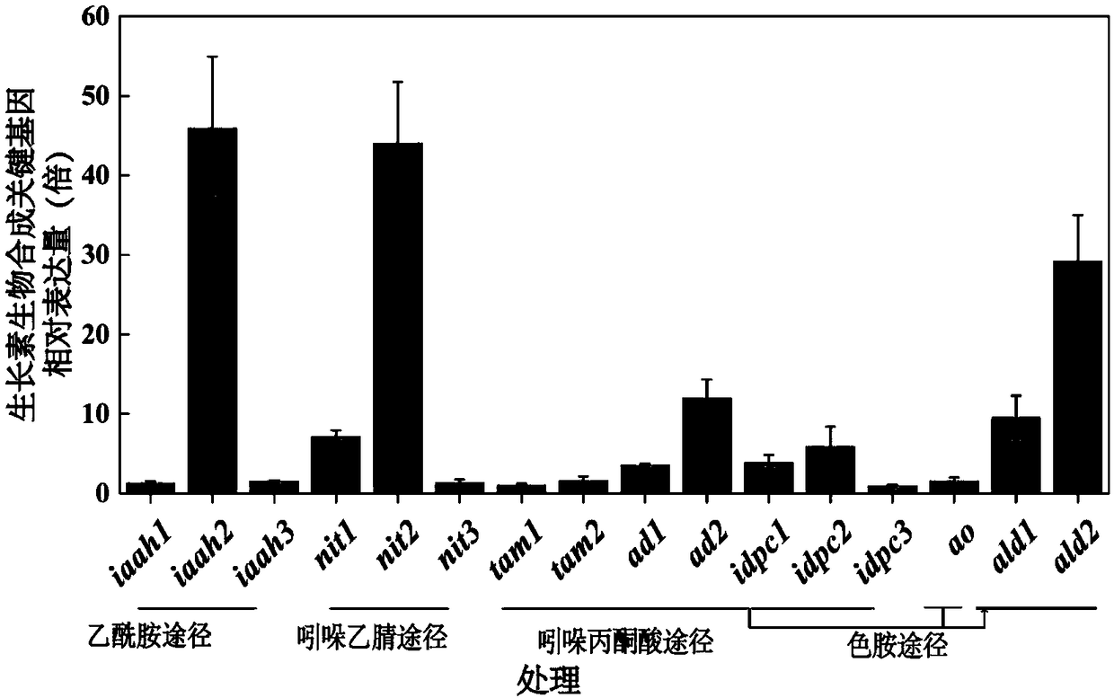 Indole acetaldehyde dehydrogenase gene ald2 and overexpression and application