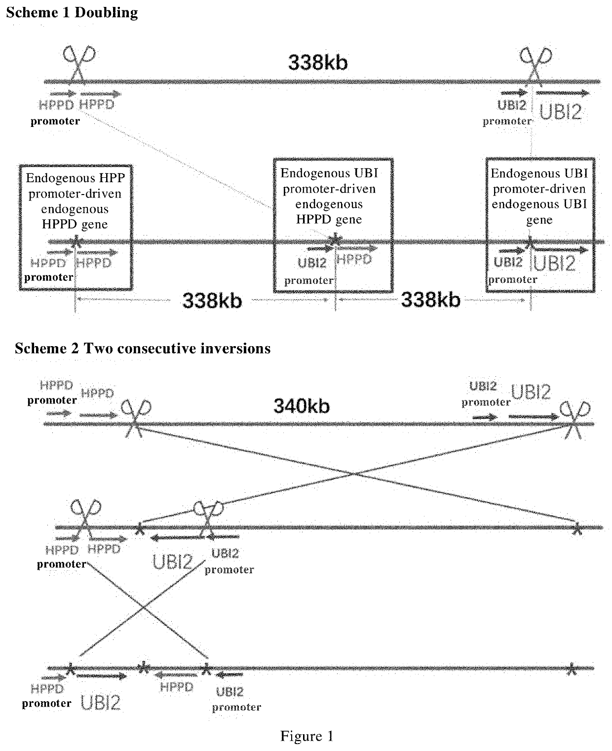 Methods for generating new genes in organism and use thereof