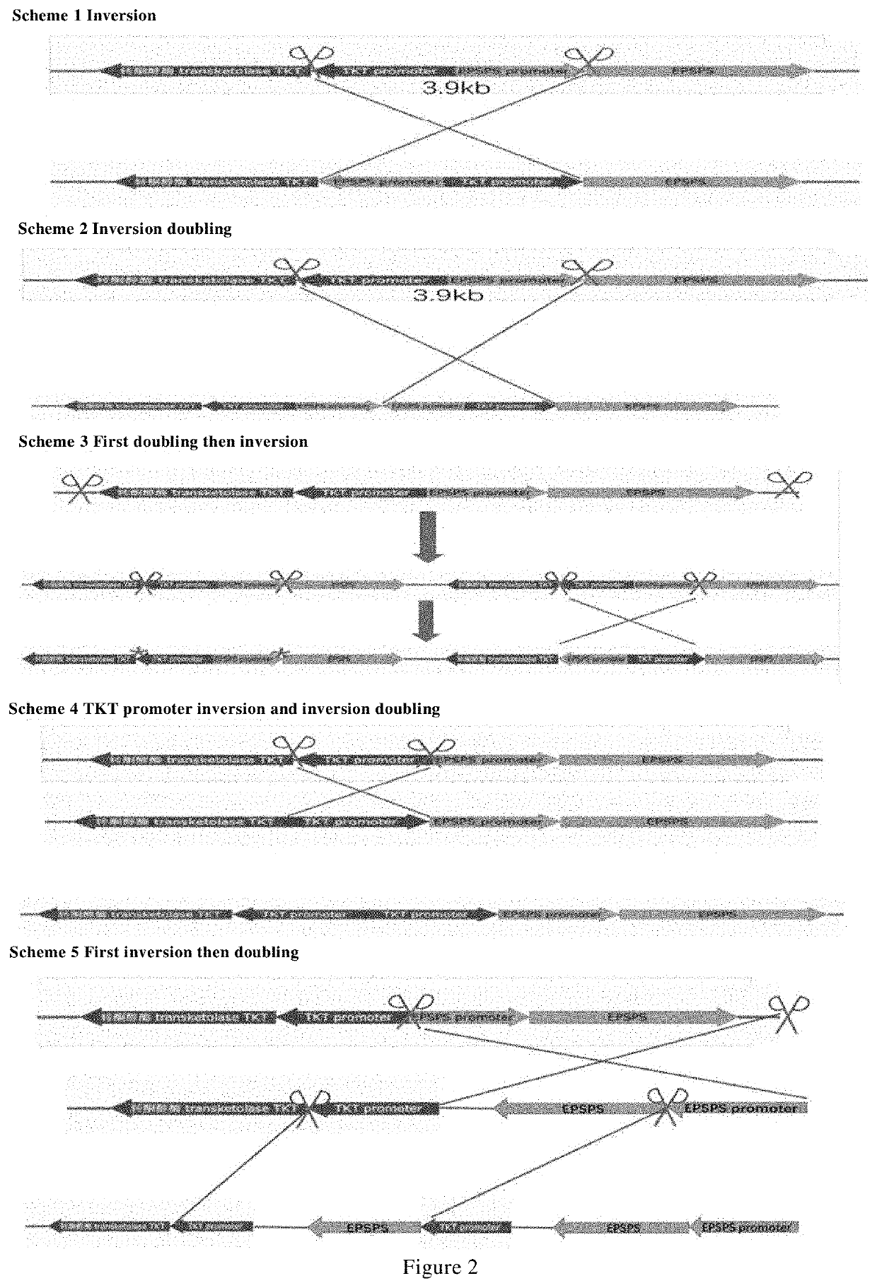 Methods for generating new genes in organism and use thereof