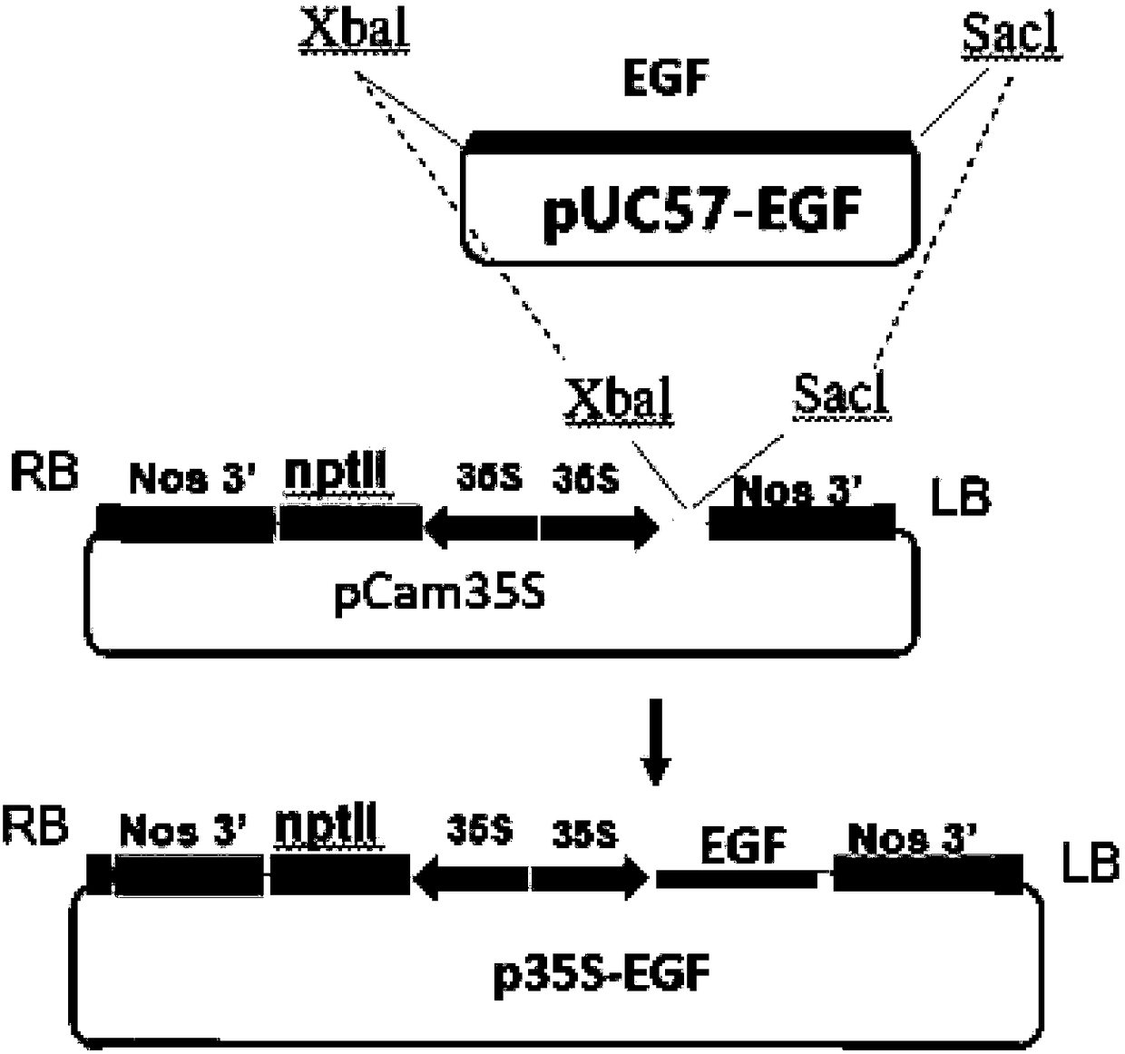 Application of plant serving as host in expressing epidermal growth factor