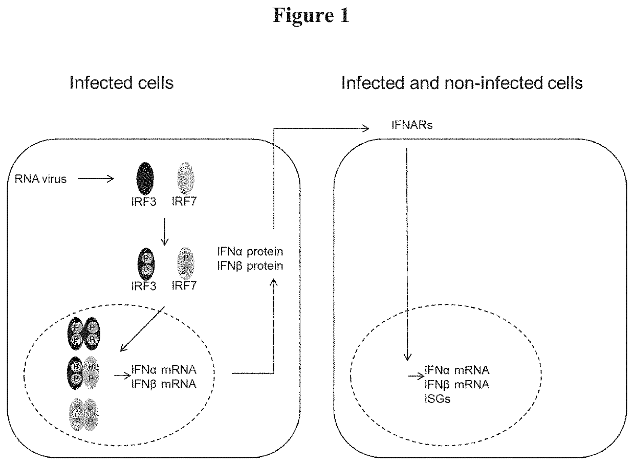 Mdbk irf3/irf7 knock out mutant cell and its use for vaccine production