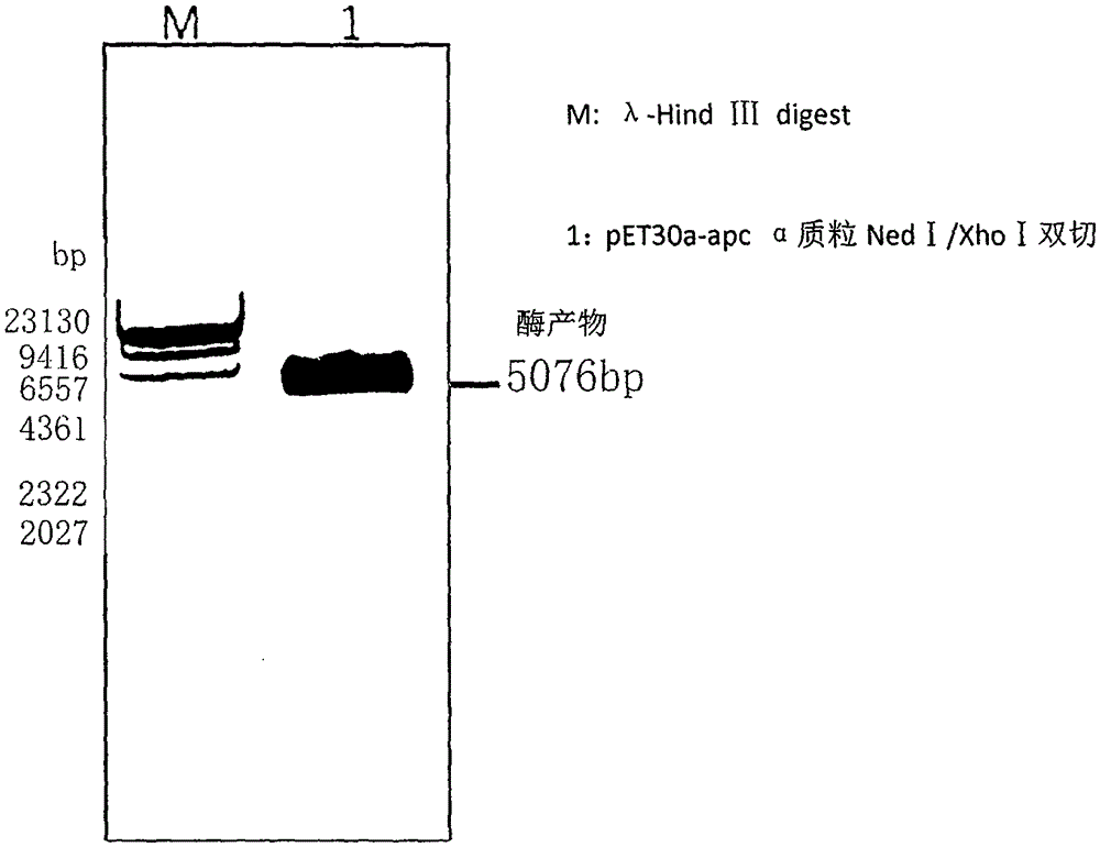 Preparation process of recombinant spirulina superoxide dismutase (SOD)