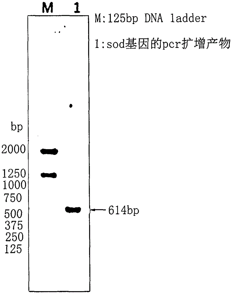 Preparation process of recombinant spirulina superoxide dismutase (SOD)