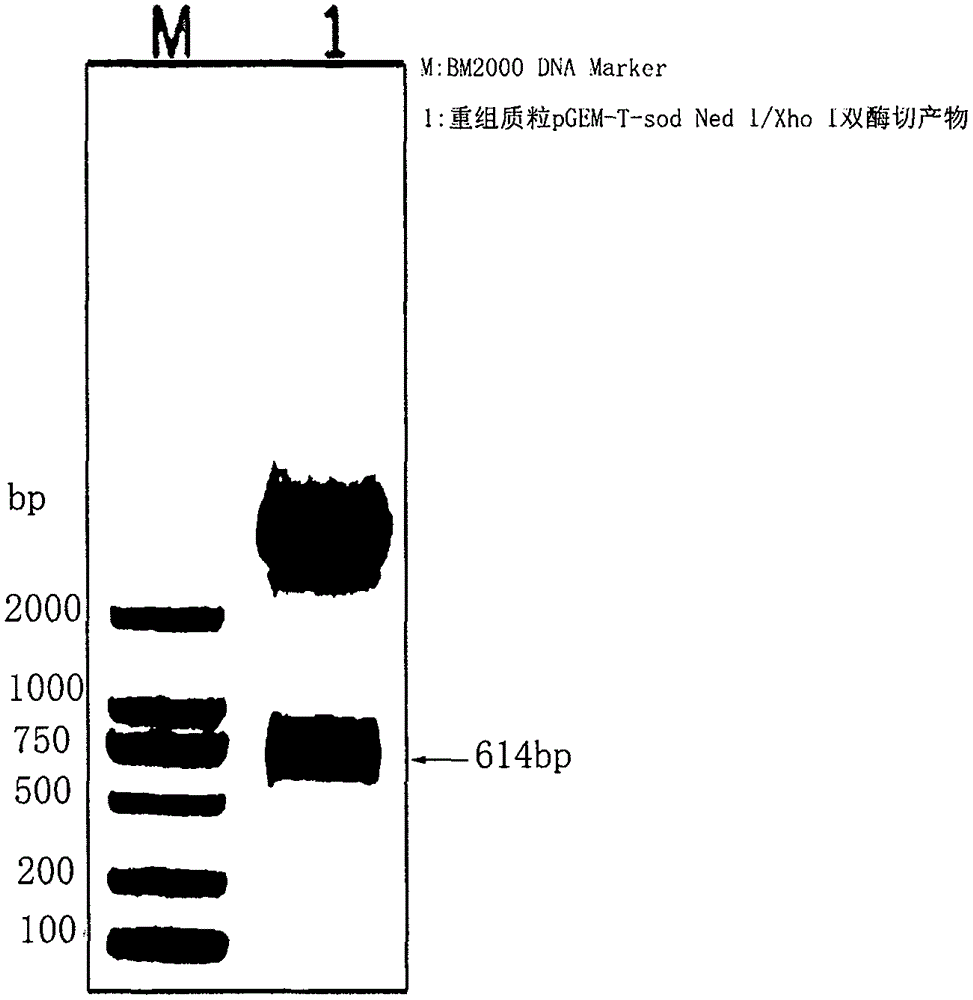 Preparation process of recombinant spirulina superoxide dismutase (SOD)