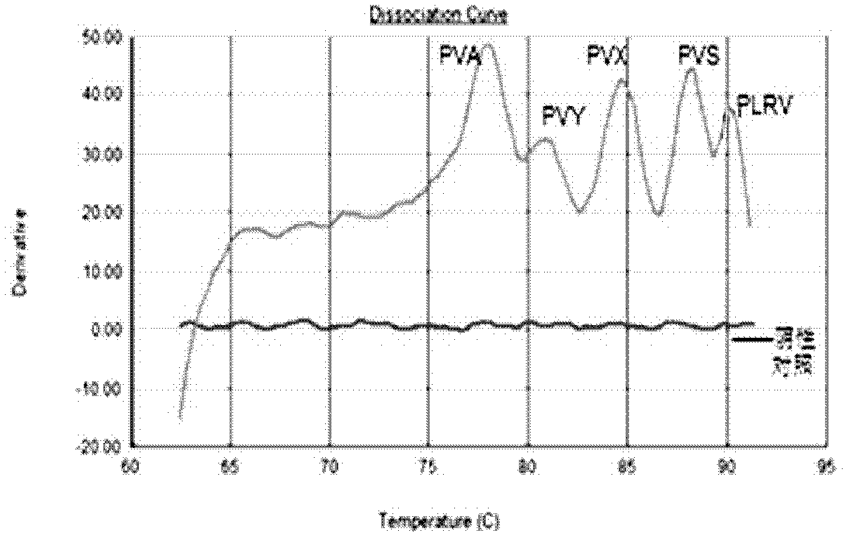 Method for detecting five types of potato viruses through polyfunctional real-time fluorescent PCR (polymerase chain reaction)