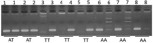 Application of a skin color-related SNP marker in silky chicken genotyping