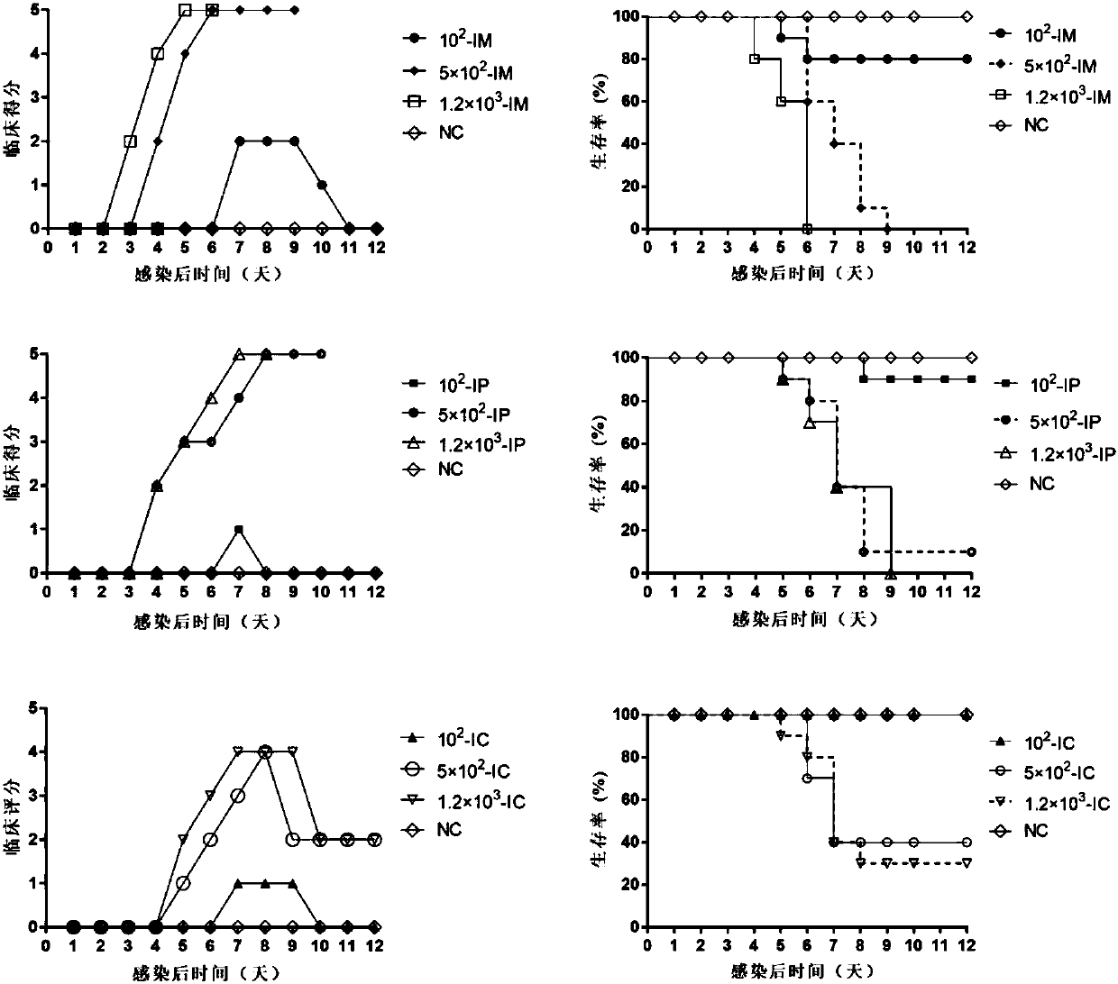 Building and evaluation of an animal model infected with a coxsackievirus A10 domesticated strain TA151R-1