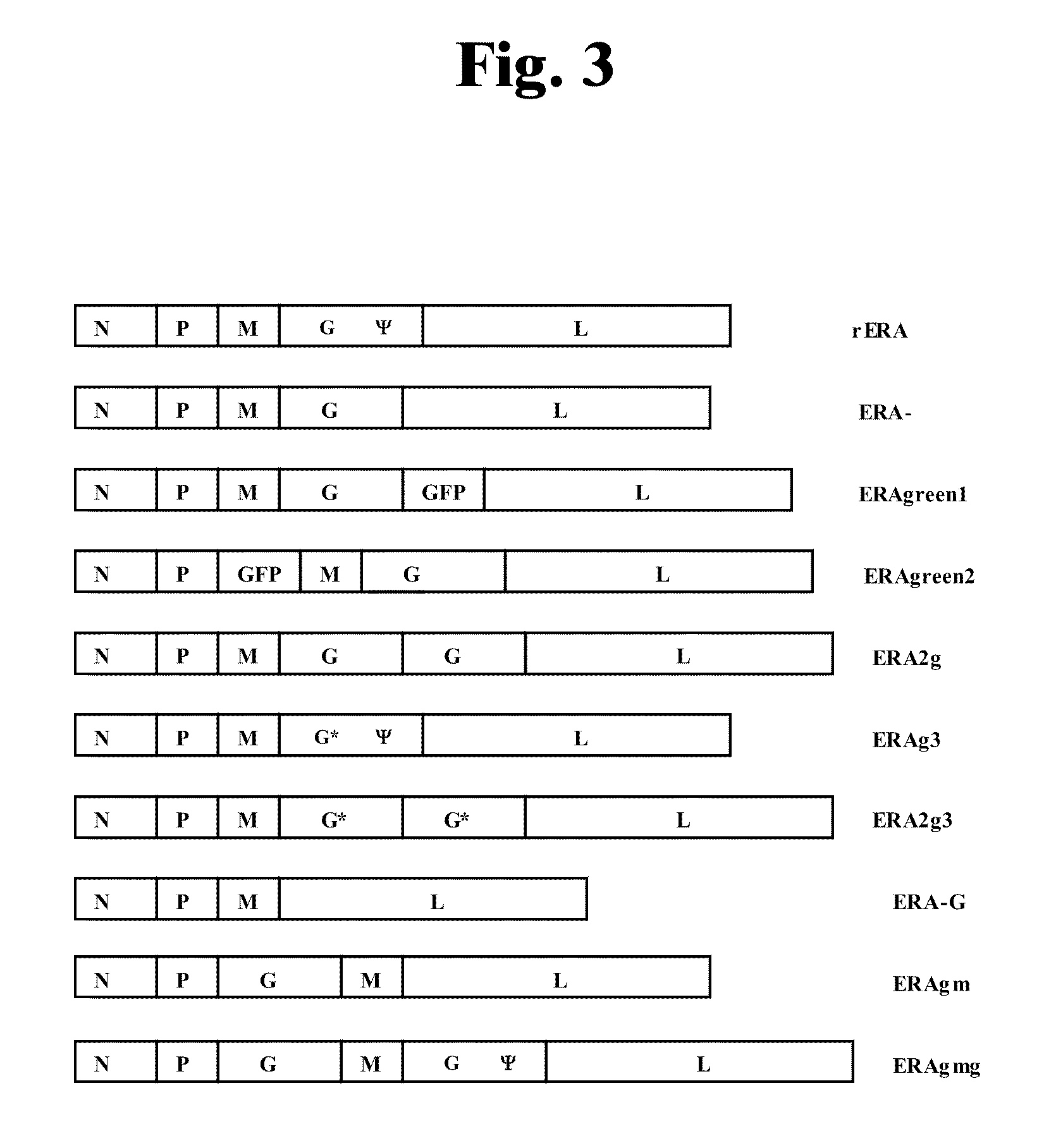 Rabies virus vector systems and compositions and methods thereof