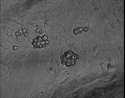 Method for constructing tissue engineering skin with physiological function