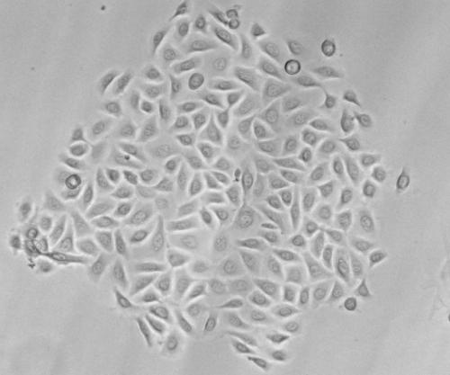 Method for constructing tissue engineering skin with physiological function