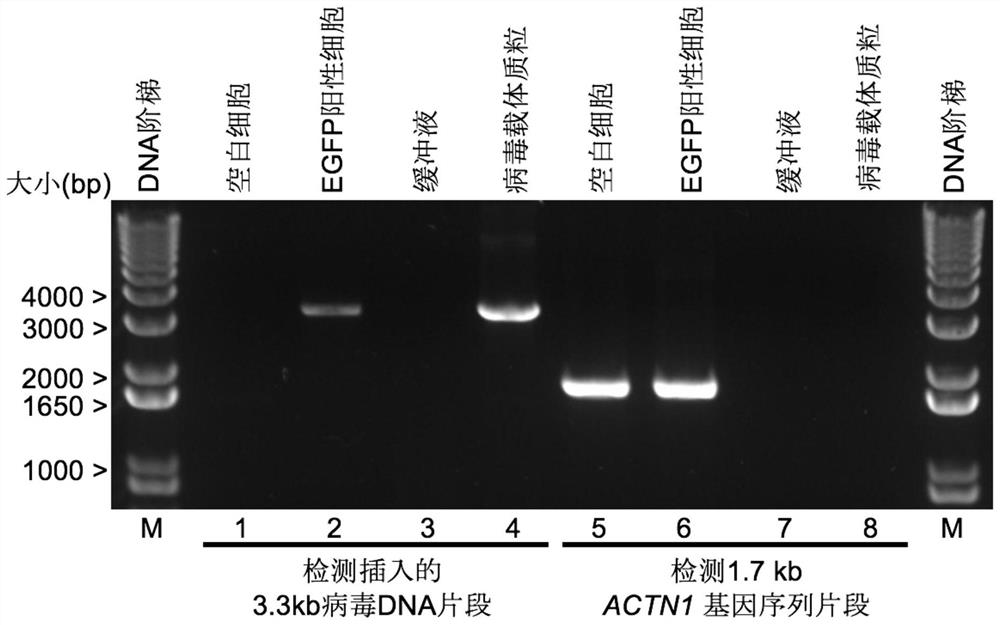 Accurate identification method of nucleic acid