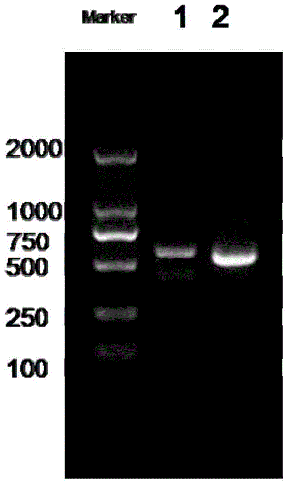 Hbv B genotype 1799G&gt;C mutation as molecular marker application and kit