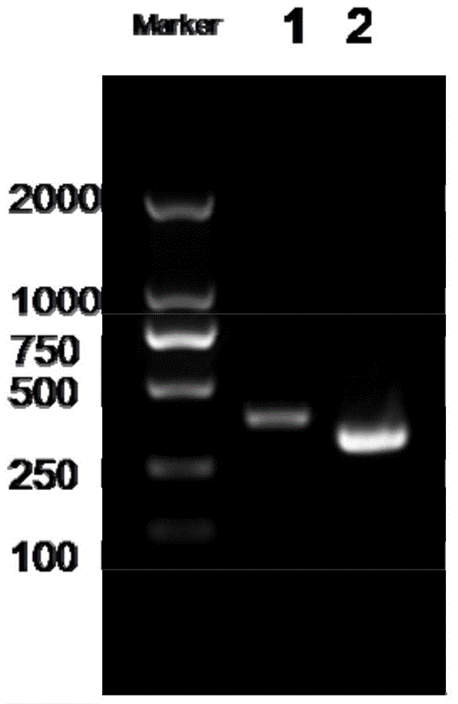 Hbv B genotype 1799G&gt;C mutation as molecular marker application and kit