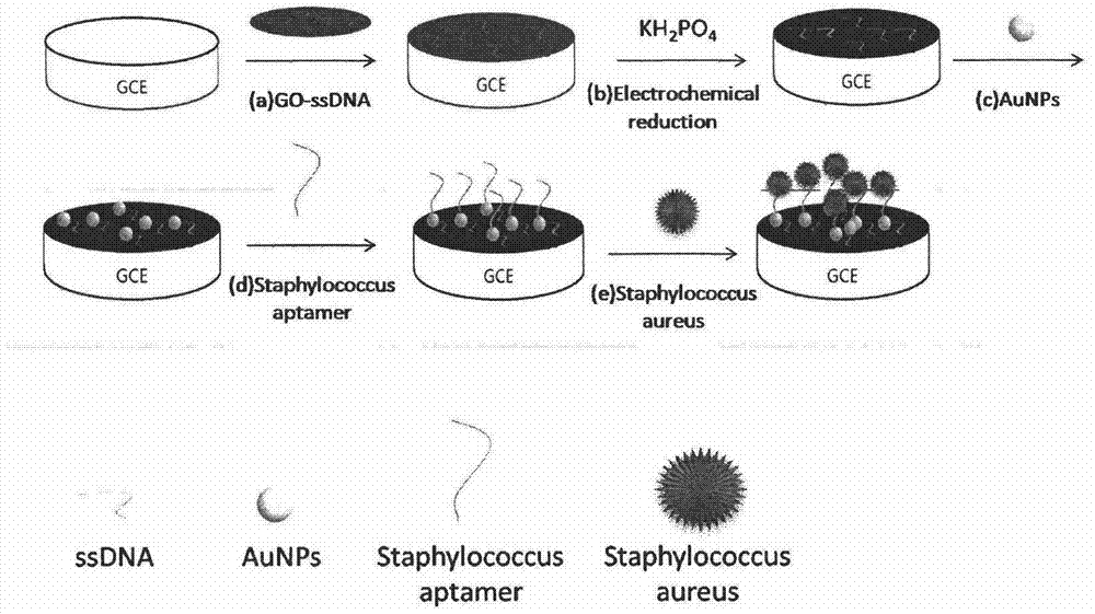 Staphylococcus aureus unmarked electrochemical aptamer sensor based on reduced graphene oxide-nanogold composite material