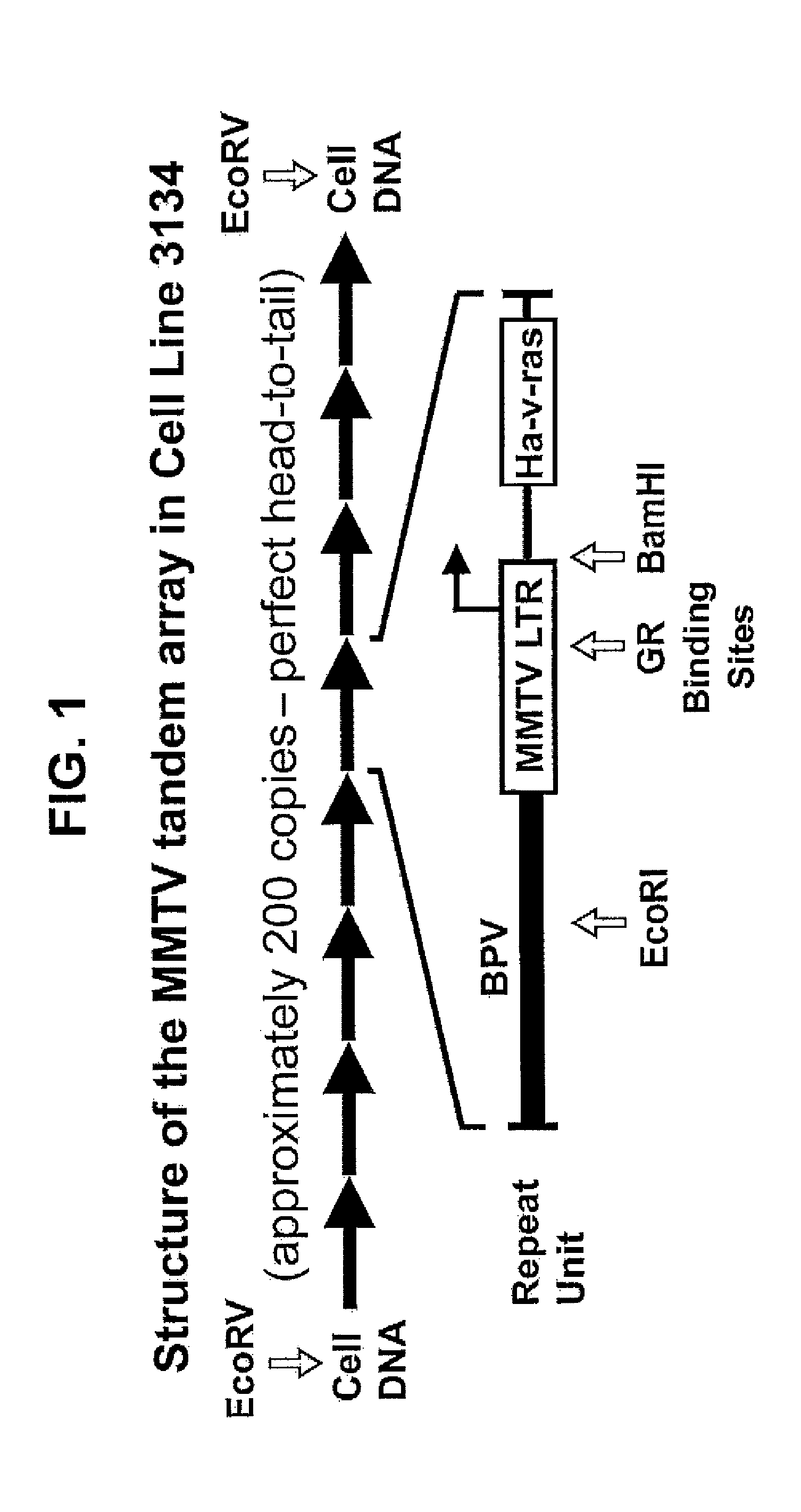 Chimeric protein comprising a green fluorescent ptotein fused to a transcription factor