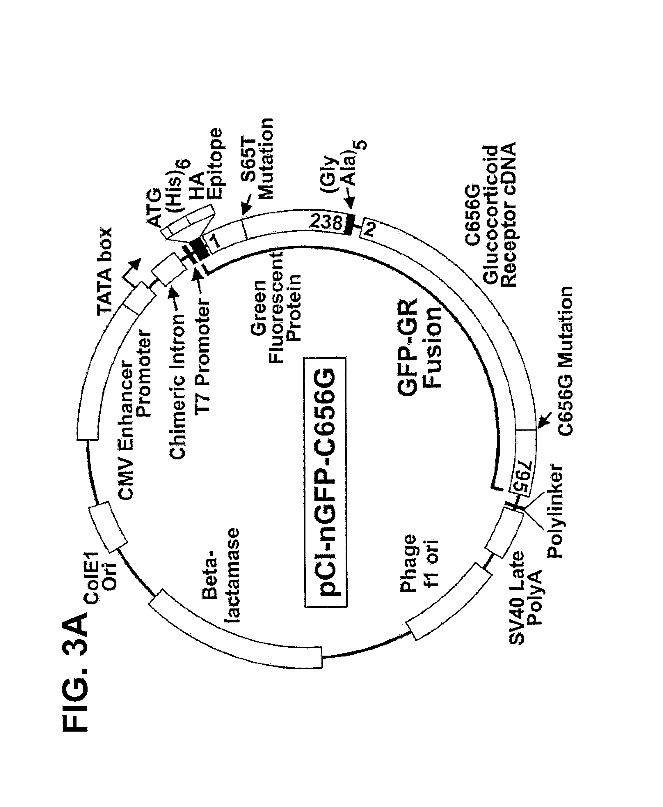 Chimeric protein comprising a green fluorescent ptotein fused to a transcription factor