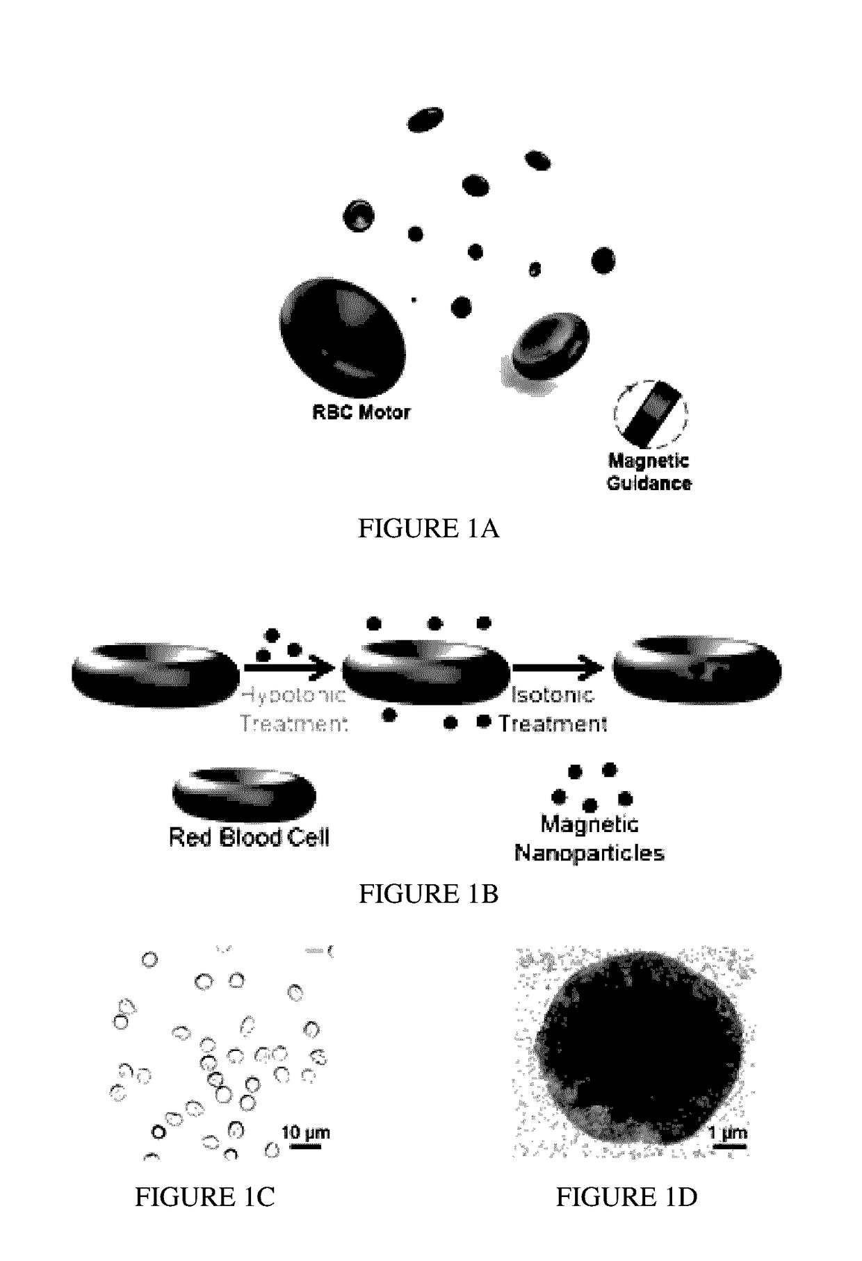 Cellular Micromotors and Uses Thereof