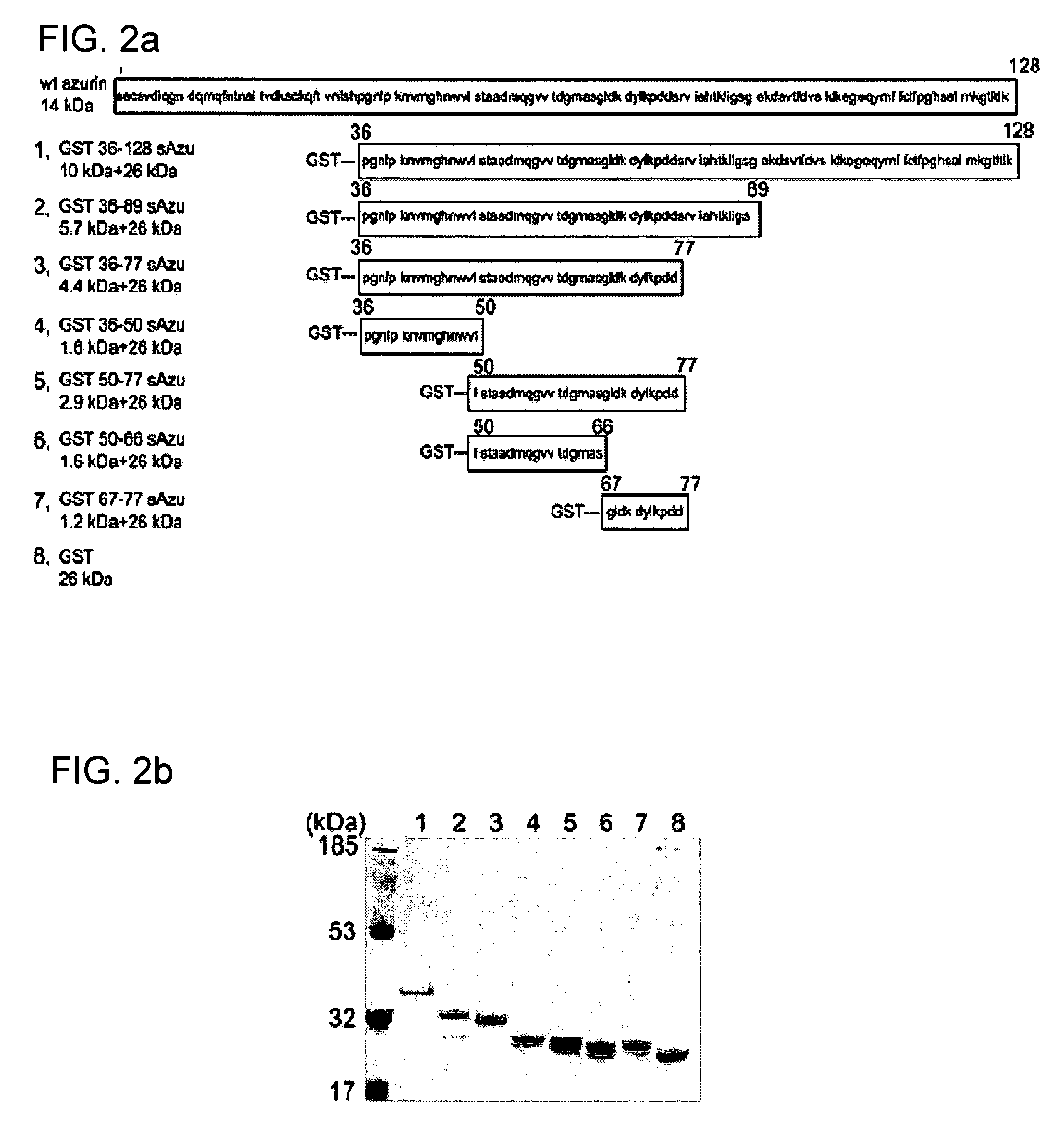 Cupredoxin derived transport agents and methods of use thereof