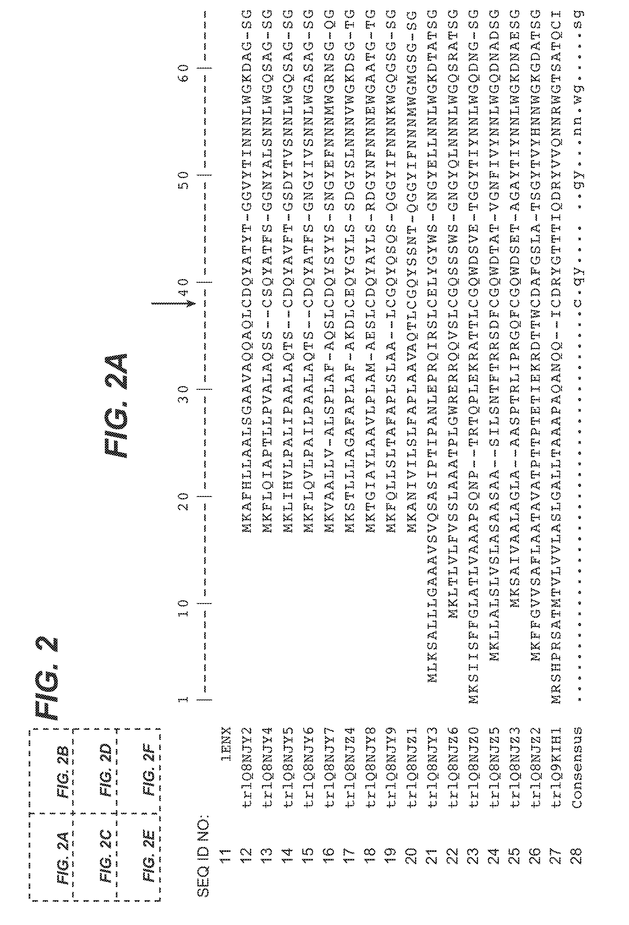 Modified enzymes, methods to produce modified enzymes and uses thereof