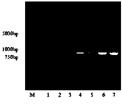 Coding gene of anti-Cry1Ac toxin single-chain variable fragments (scFv) and immuno-polymerase chain reaction (PCR) detection method