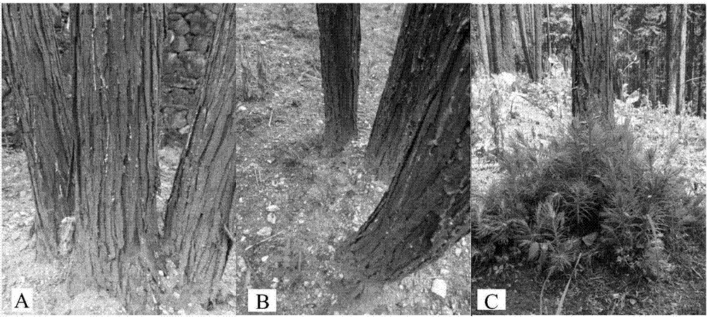 Cultivating method for basal coppice shoots of cunninghamia laceolata and cutting seedling method