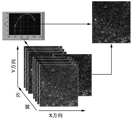 Nondestructive identification method of rice with industrial wax