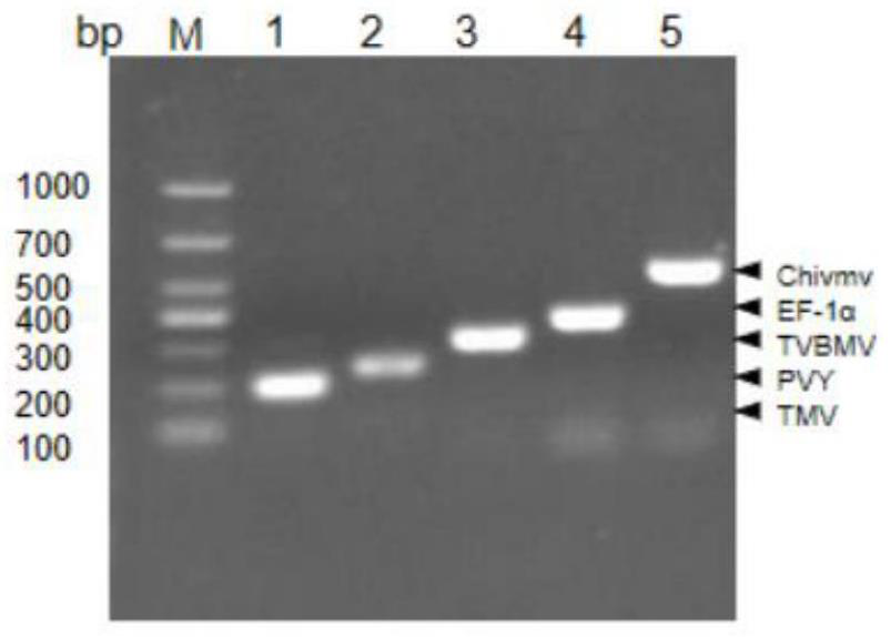 Multiplex RT-PCR method for simultaneously detecting four tobacco viruses