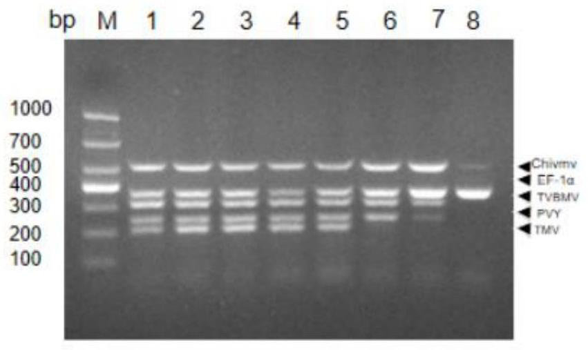 Multiplex RT-PCR method for simultaneously detecting four tobacco viruses