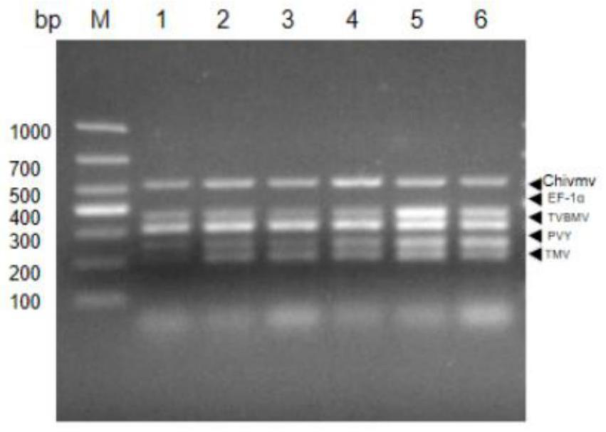 Multiplex RT-PCR method for simultaneously detecting four tobacco viruses