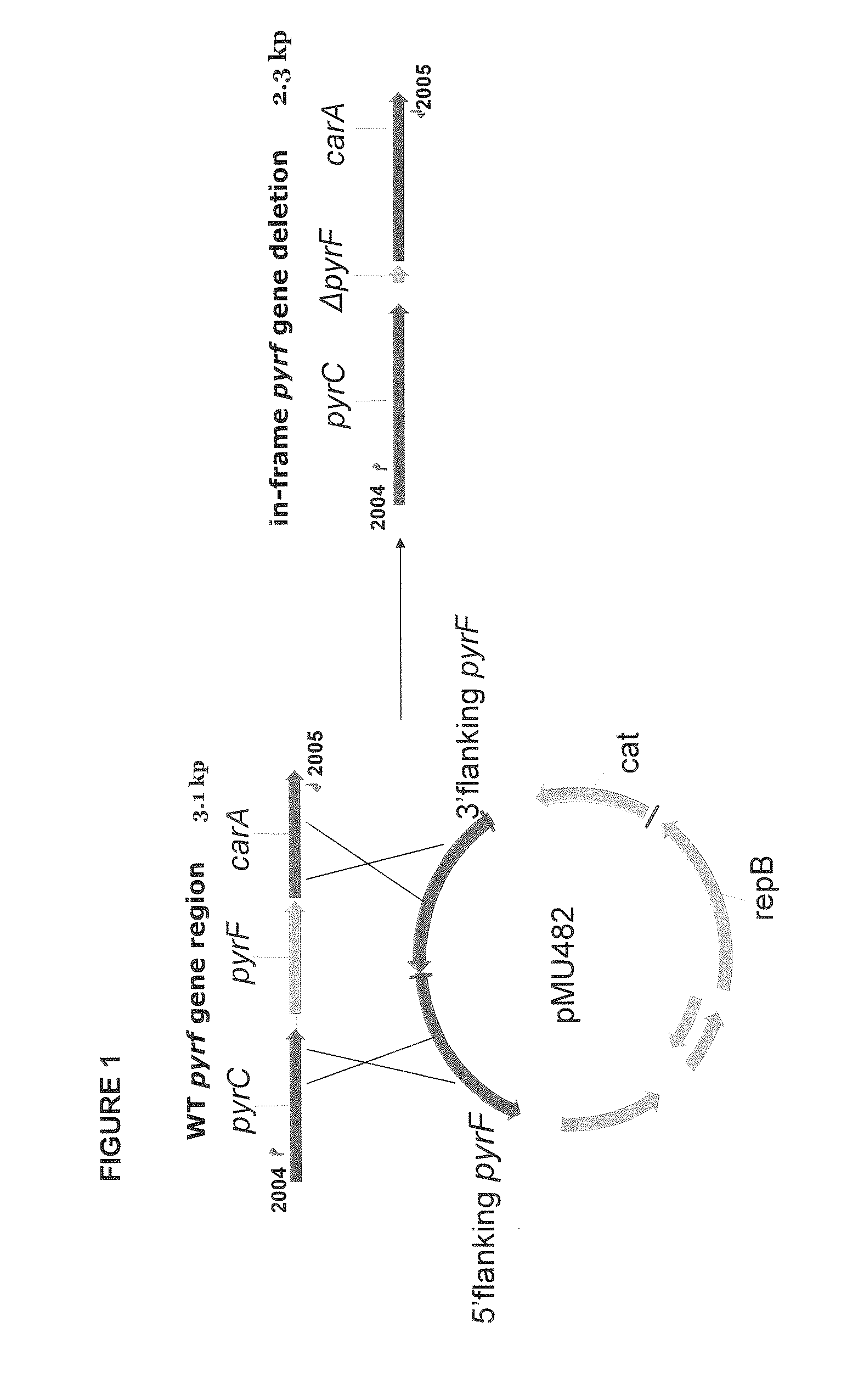 Positive and negative selectable markers for use in thermophilic organisms