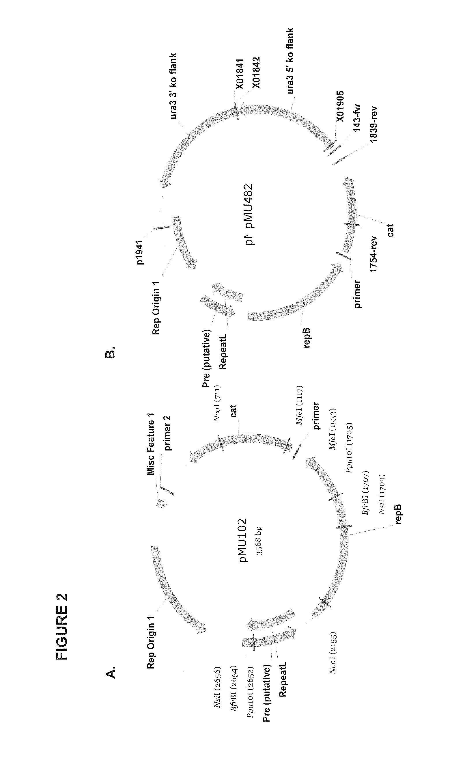 Positive and negative selectable markers for use in thermophilic organisms