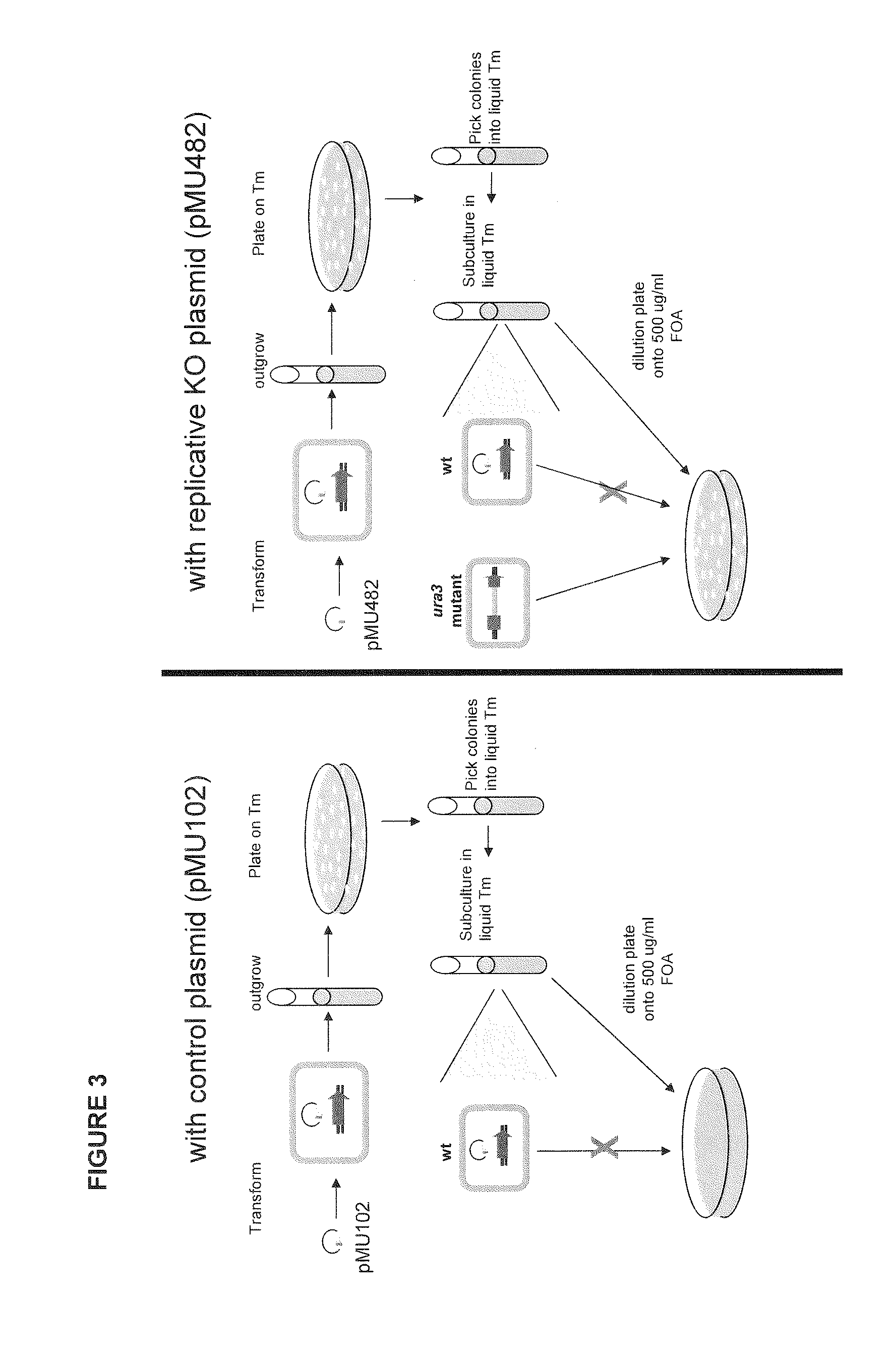 Positive and negative selectable markers for use in thermophilic organisms