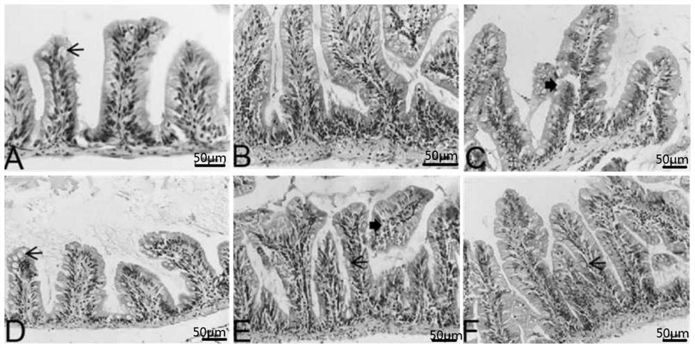 Traditional Chinese medicine composition for fish aeromonas veronii enteritis and preparation method of preparation