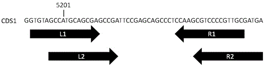 Method for establishing SAMHD1 gene knockout cell line