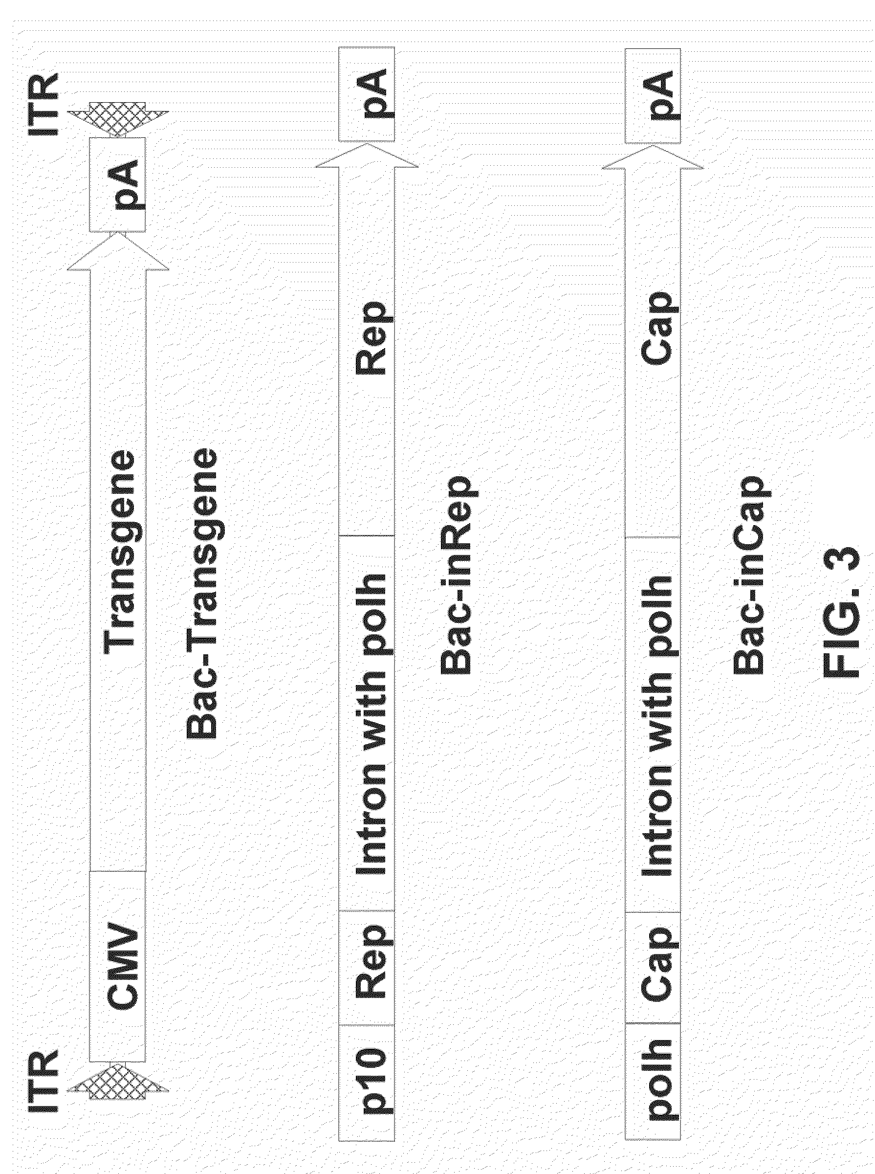 Expression in insect cells of genes with overlapping open reading frames, methods and compositions therefor