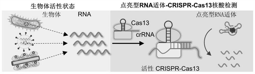 CRISPR-Cas13 nucleic acid detection kit based on lightened RNA aptamer