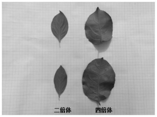 Application of combination of chemical mutagenesis method and negative pressure method in chionanthus retusus polyploid breeding