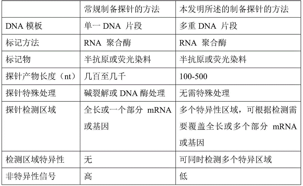 Method for preparing RNA (ribonucleic acid) probe by using miR-155 precursor as template