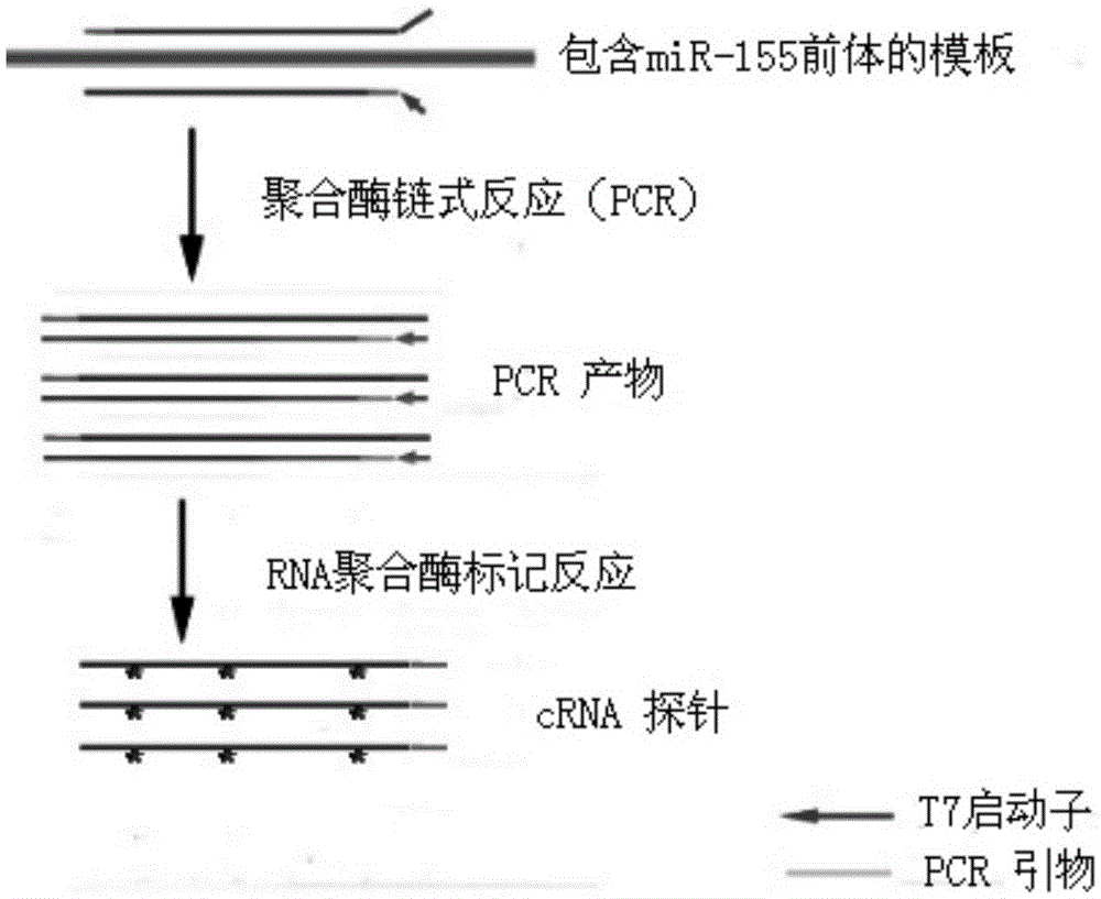 Method for preparing RNA (ribonucleic acid) probe by using miR-155 precursor as template
