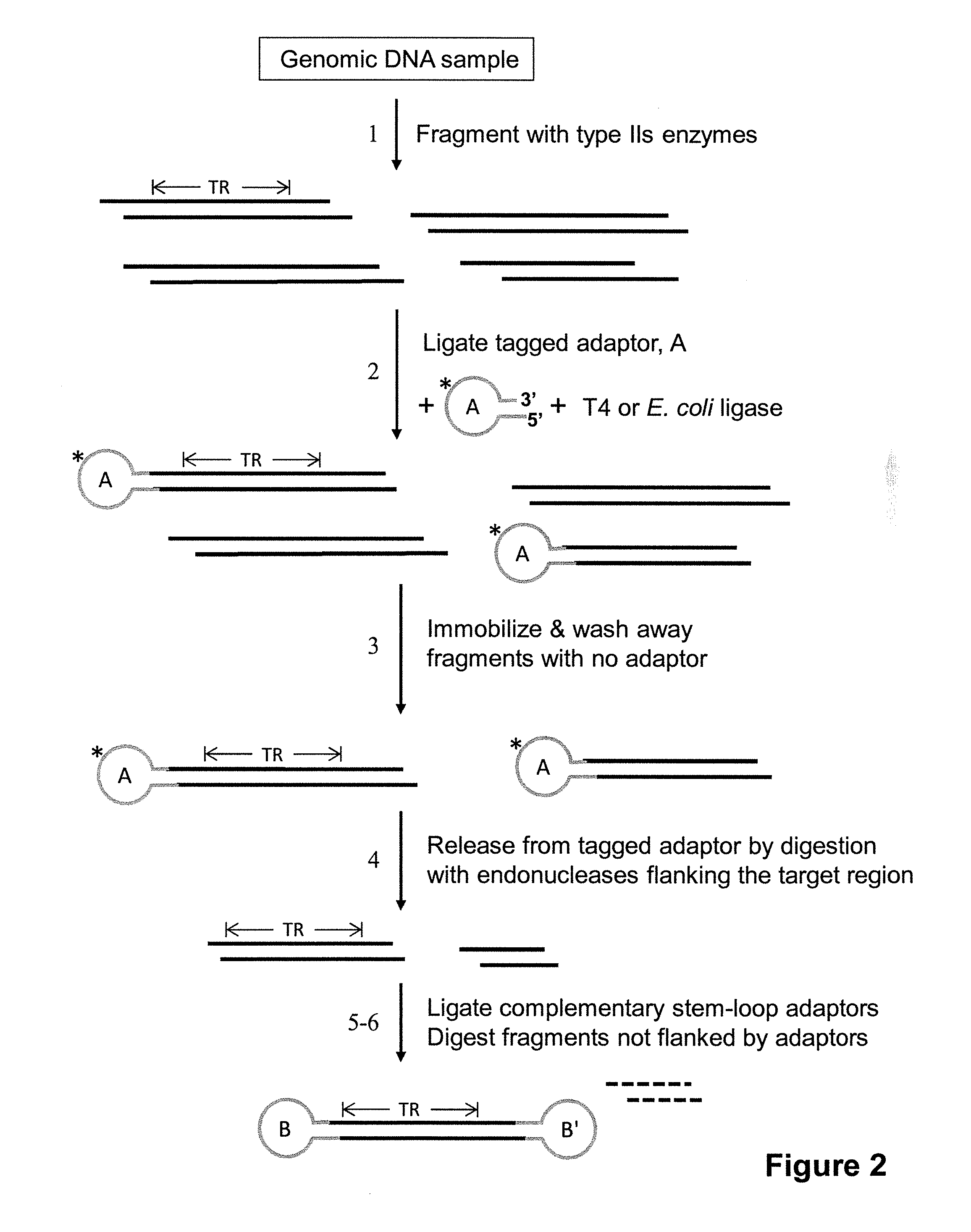 Compositions and methods for selection of nucleic acids