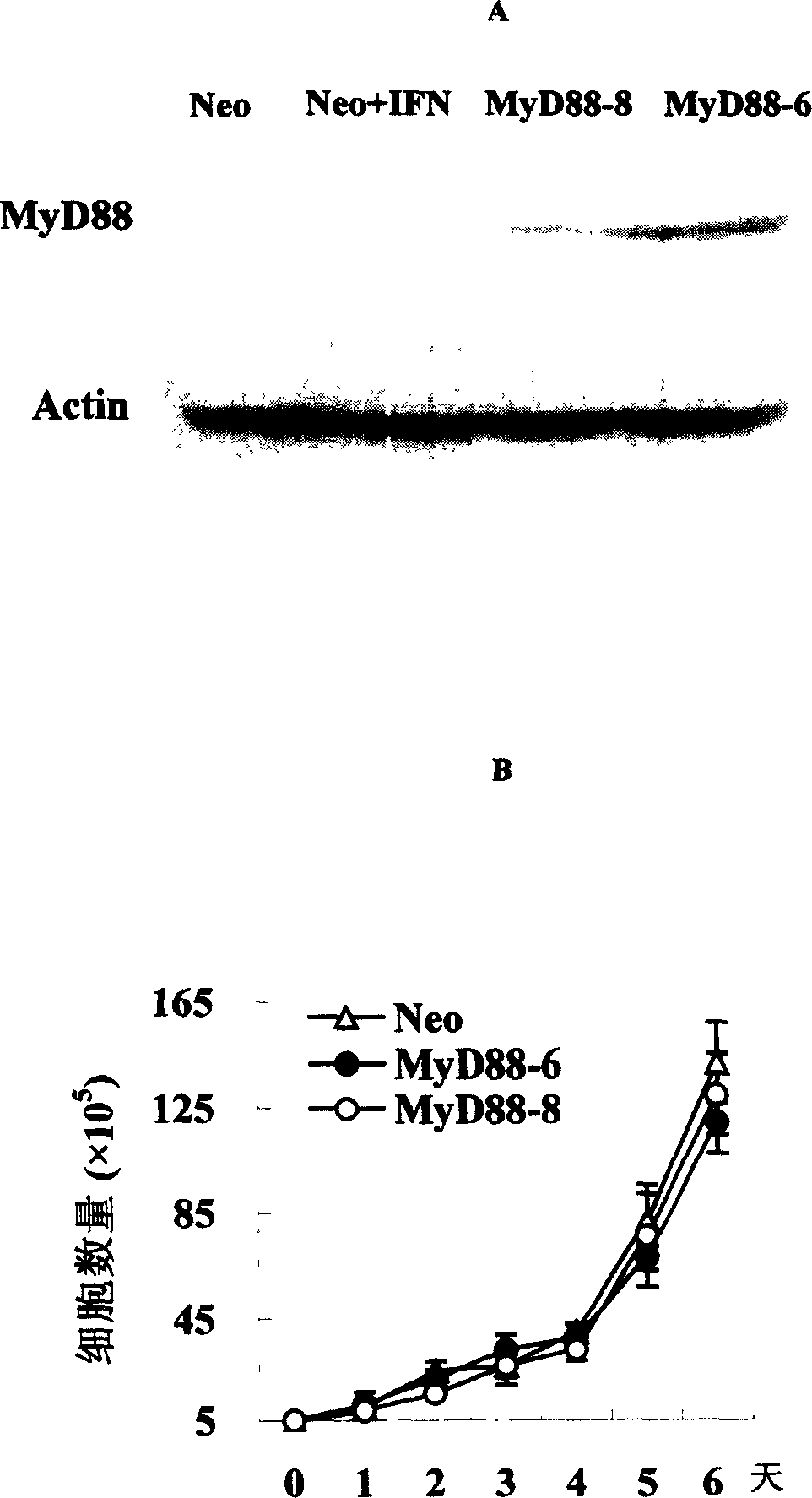 Usage of differentiation protein of medullary cell MyD88 in preparing medicinal preparation