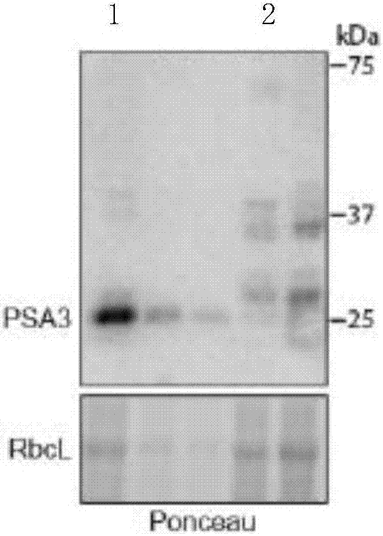 Application of PSA3 (photosystem I assembly 3) protein in assembly of PSI (photosystem I) and maintaining of PSI stability