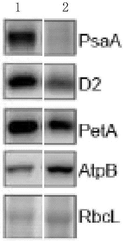 Application of PSA3 (photosystem I assembly 3) protein in assembly of PSI (photosystem I) and maintaining of PSI stability